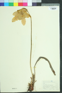 Sarracenia flava image