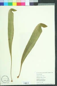 Sarracenia minor image