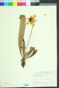 Sarracenia minor image