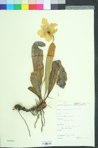 Sarracenia minor image