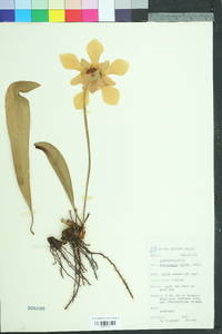 Sarracenia minor image