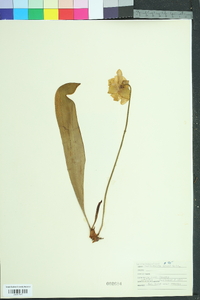 Sarracenia minor image