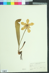 Sarracenia minor image