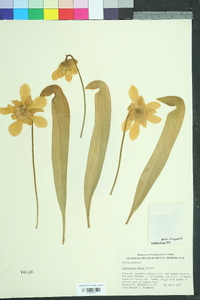 Sarracenia minor image