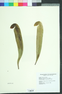 Sarracenia minor image