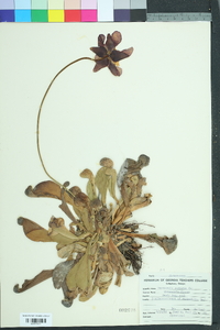 Sarracenia psittacina image