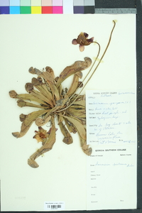 Sarracenia psittacina image