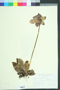 Sarracenia purpurea image