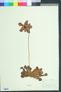 Sarracenia psittacina image