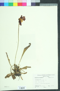 Sarracenia psittacina image