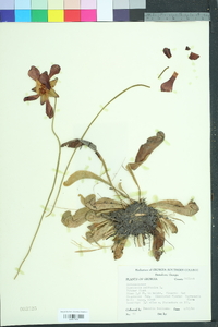 Sarracenia psittacina image