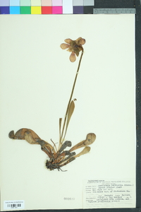 Sarracenia psittacina image