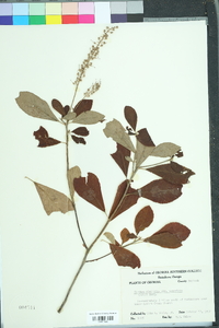 Clethra alnifolia image