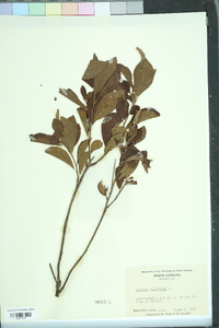 Clethra alnifolia image