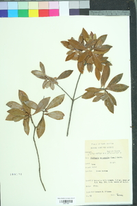 Cliftonia monophylla image