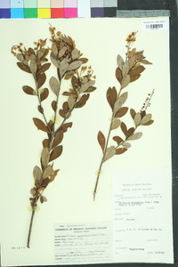 Cliftonia monophylla image