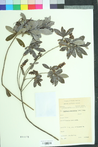 Cliftonia monophylla image