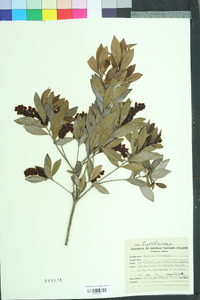 Cliftonia monophylla image