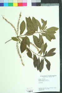 Cyrilla racemiflora image