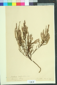 Calluna vulgaris image