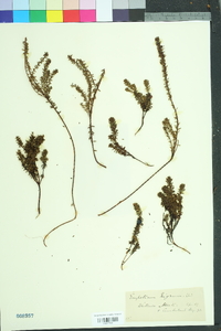 Empetrum nigrum image