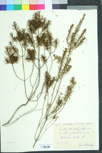 Ceratiola ericoides image