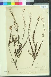 Daboecia cantabrica subsp. cantabrica image