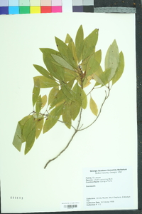 Elliottia racemosa image