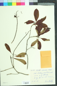 Elliottia racemosa image