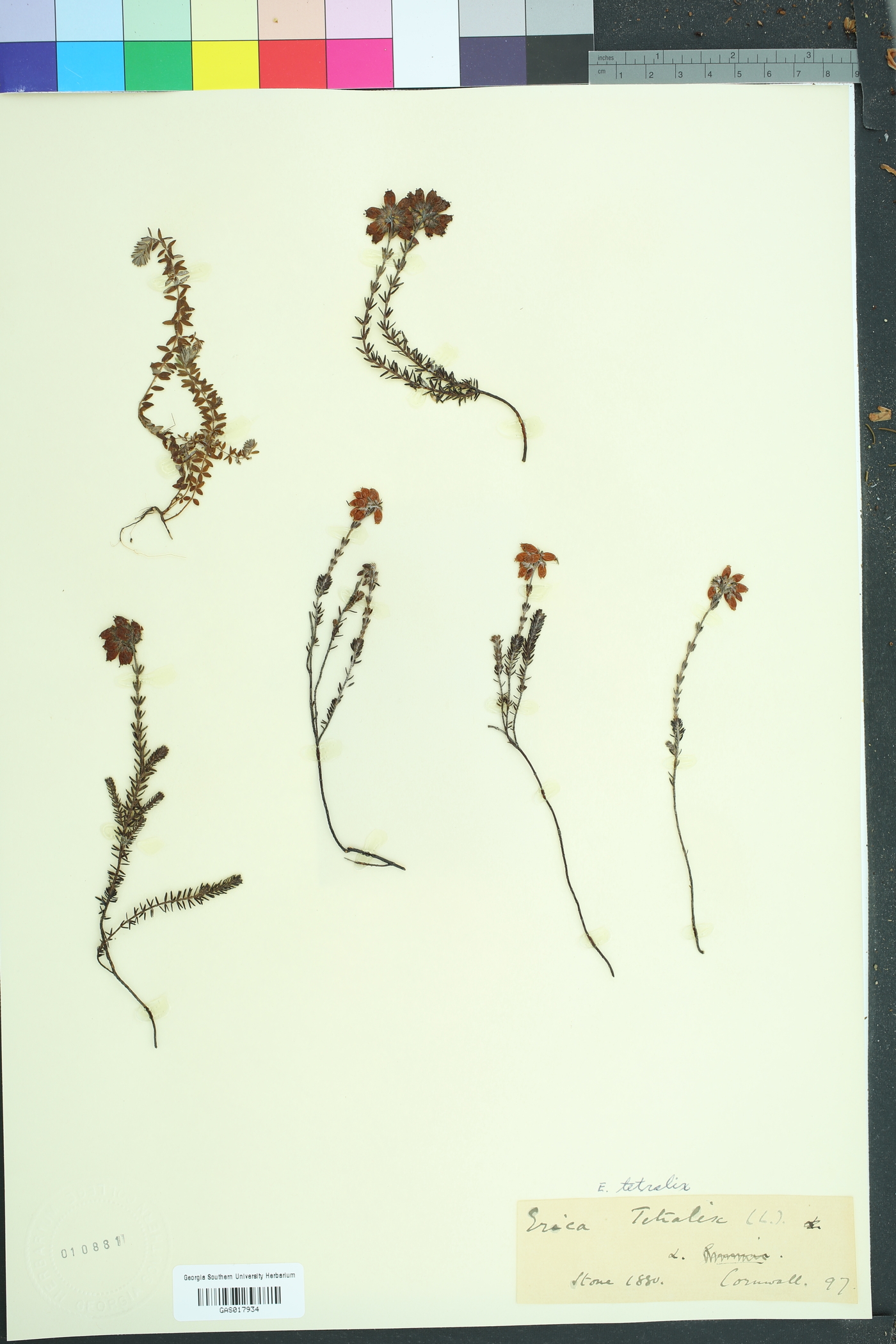 Erica tetralix image