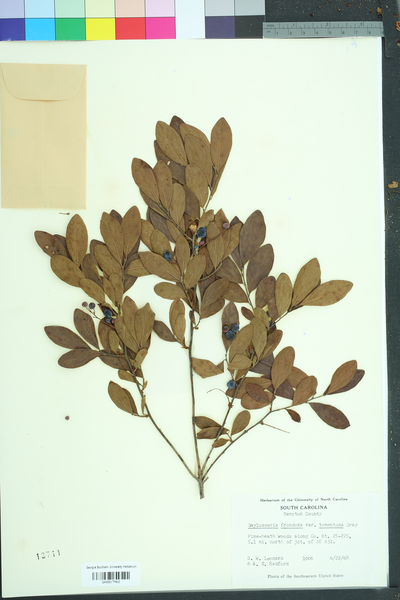 Gaylussacia tomentosa image