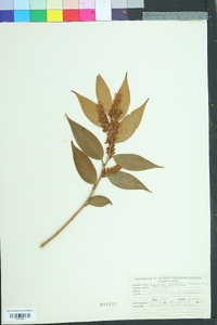 Leucothoe axillaris image