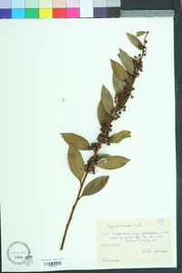 Lyonia lucida image