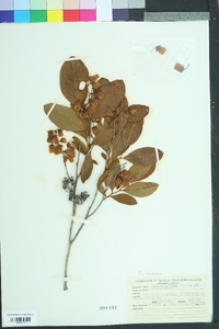 Lyonia mariana image