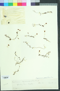 Vaccinium oxycoccos image