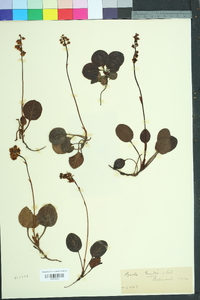 Pyrola media image