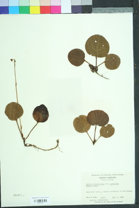 Pyrola americana image