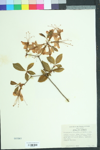 Rhododendron calendulaceum image