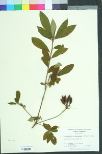 Rhododendron calendulaceum image