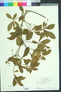 Rhododendron calendulaceum image