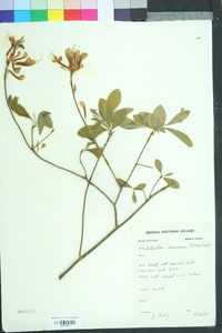 Rhododendron canescens image