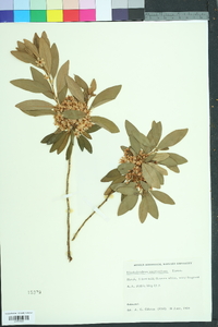 Rhododendron micranthum image