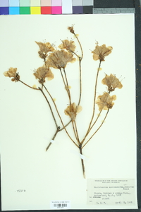 Image of Rhododendron ciliatum