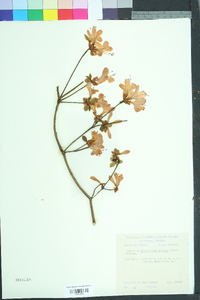 Rhododendron obtusum image