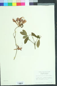 Rhododendron flammeum image