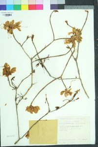 Rhododendron vaseyi image