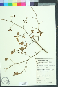 Vaccinium fuscatum image