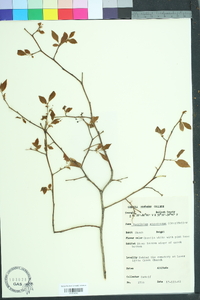 Vaccinium fuscatum image