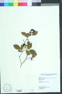 Vaccinium fuscatum image