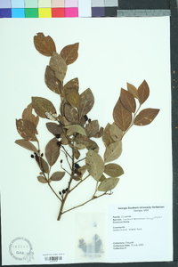 Vaccinium fuscatum image
